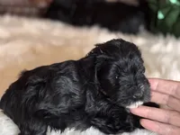 Moya, a female Miniature Schnauzer for sale in Granbury, TX – 2 of 9
