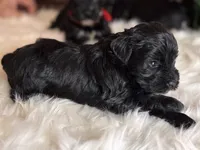 Moya, a female Miniature Schnauzer for sale in Granbury, TX – 7 of 9