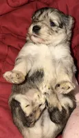 Forrest, a male Miniature Schnauzer for sale in Granbury, TX – 3 of 7