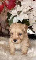 Ranger, a male Miniature Schnauzer for sale in Granbury, TX – 4 of 9