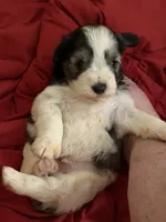 Jumanji, a male Miniature Schnauzer for sale in Granbury, TX – 7 of 7