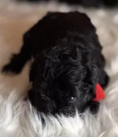 Tabitha, a female Miniature Schnauzer for sale in Granbury, TX – 4 of 4
