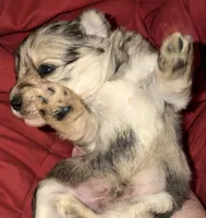 Forrest, a male Miniature Schnauzer for sale in Granbury, TX – 6 of 7