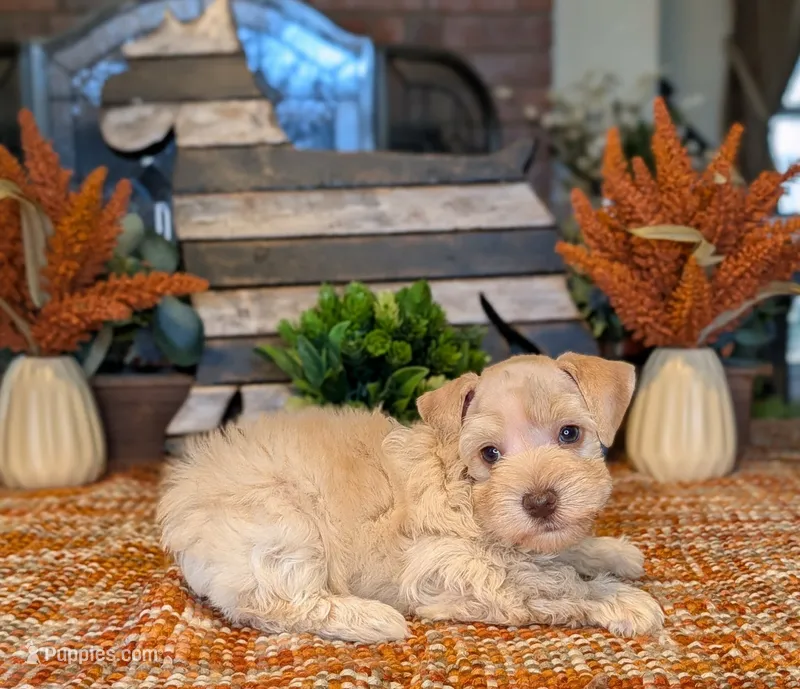 Hot Stuff – Miniature Schnauzer puppy for sale in Granbury, TX