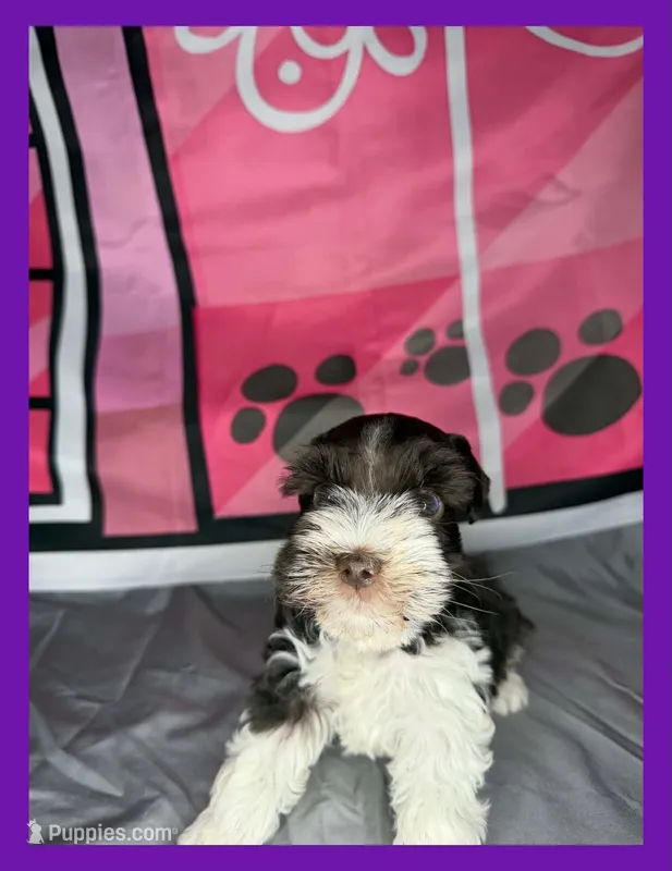 Lily  – Miniature Schnauzer puppy for sale in Granbury, TX