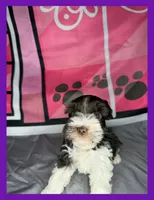 Lily , a female Miniature Schnauzer for sale in Granbury, TX – 1 of 5