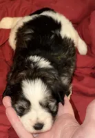 Jumanji, a male Miniature Schnauzer for sale in Granbury, TX – 3 of 7