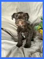 Mocha, a male Miniature Schnauzer for sale in Granbury, TX – 2 of 5