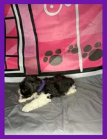 Lily , a female Miniature Schnauzer for sale in Granbury, TX – 2 of 5