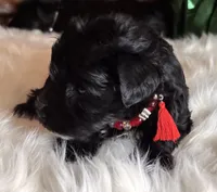 Tabitha, a female Miniature Schnauzer for sale in Granbury, TX – 3 of 4
