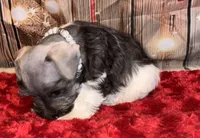 Teddy, a male Miniature Schnauzer for sale in Granbury, TX – 3 of 7