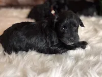 Moya, a female Miniature Schnauzer for sale in Granbury, TX – 5 of 9