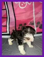 Lily , a female Miniature Schnauzer for sale in Granbury, TX – 3 of 5