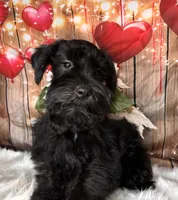 Knight Rider, a male Miniature Schnauzer for sale in Granbury, TX – 2 of 7