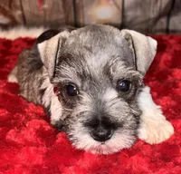 Kia, a female Miniature Schnauzer for sale in Granbury, TX – 5 of 8