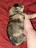 Forrest, a male Miniature Schnauzer for sale in Granbury, TX – 5 of 7