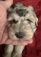Forrest, a male Miniature Schnauzer for sale in Granbury, TX – 2 of 7
