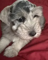 Forrest, a male Miniature Schnauzer for sale in Granbury, TX – 4 of 7
