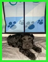 Barron, a male Miniature Schnauzer for sale in Granbury, TX – 3 of 5