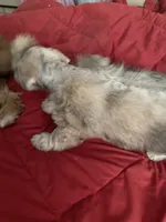 Forrest, a male Miniature Schnauzer for sale in Granbury, TX – 7 of 7