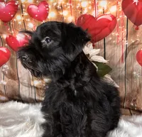 Knight Rider, a male Miniature Schnauzer for sale in Granbury, TX – 3 of 7