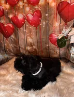 Knight Rider, a male Miniature Schnauzer for sale in Granbury, TX – 6 of 6