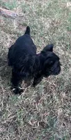 Annie, a female Miniature Schnauzer for sale in Granbury, TX – 5 of 6