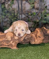 Sunshine , a female Miniature Schnauzer for sale in Granbury, TX – 3 of 6