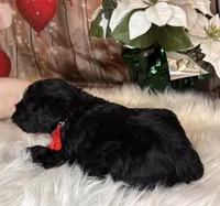 Tahoe, a male Miniature Schnauzer for sale in Granbury, TX – 4 of 7