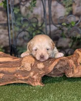 Little Blaze, a male Miniature Schnauzer for sale in Granbury, TX – 3 of 6