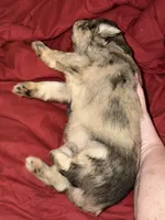 Forrest, a male Miniature Schnauzer for sale in Granbury, TX – 2 of 7