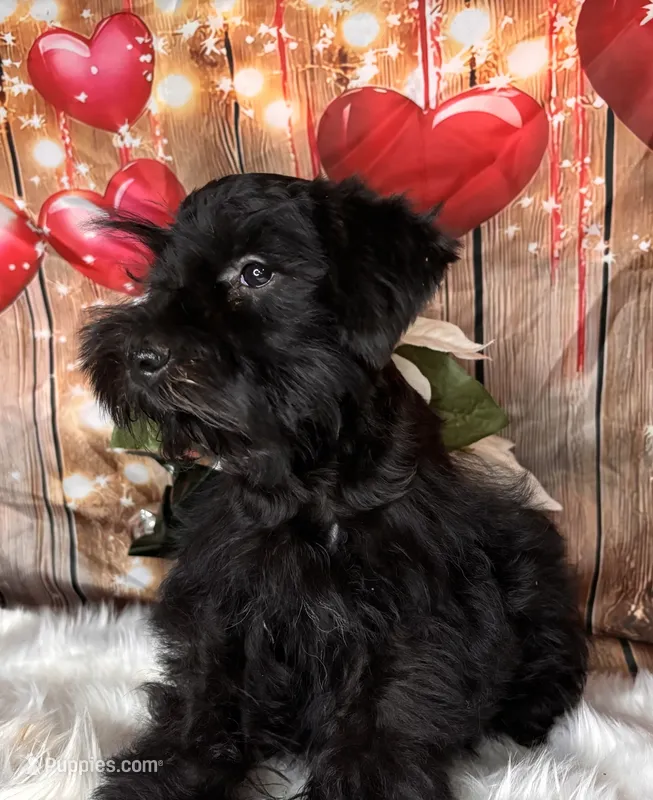 Knight Rider – Miniature Schnauzer puppy for sale in Granbury, TX