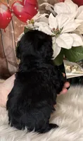 Smokey, a male Miniature Schnauzer for sale in Granbury, TX – 2 of 7