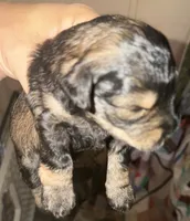 Dakota, a male Miniature Schnauzer for sale in Granbury, TX – 5 of 5