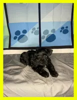 Koda, a male Miniature Schnauzer for sale in Granbury, TX – 3 of 6