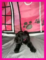 Ariel , a female Miniature Schnauzer for sale in Granbury, TX – 4 of 5