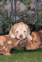 Sunshine , a female Miniature Schnauzer for sale in Granbury, TX – 6 of 6