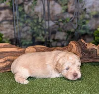 Sunshine , a female Miniature Schnauzer for sale in Granbury, TX – 4 of 6