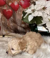 Frosty, a male Miniature Schnauzer for sale in Granbury, TX – 1 of 5
