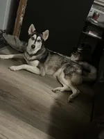 Zola, a female Siberian Husky for sale in Granbury, TX – 3 of 5