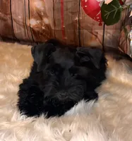 Knight Rider, a male Miniature Schnauzer for sale in Granbury, TX – 2 of 6