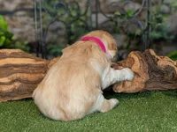 Hot Stuff, a female Miniature Schnauzer for sale in Granbury, TX – 4 of 6