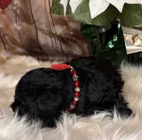 Tahoe, a male Miniature Schnauzer for sale in Granbury, TX – 5 of 7
