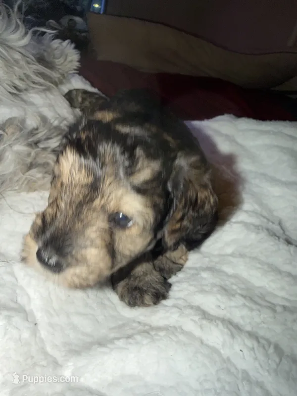 Dakota – Miniature Schnauzer puppy for sale in Granbury, TX