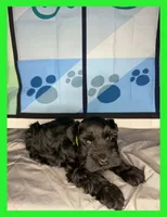 Barron, a male Miniature Schnauzer for sale in Granbury, TX – 2 of 5