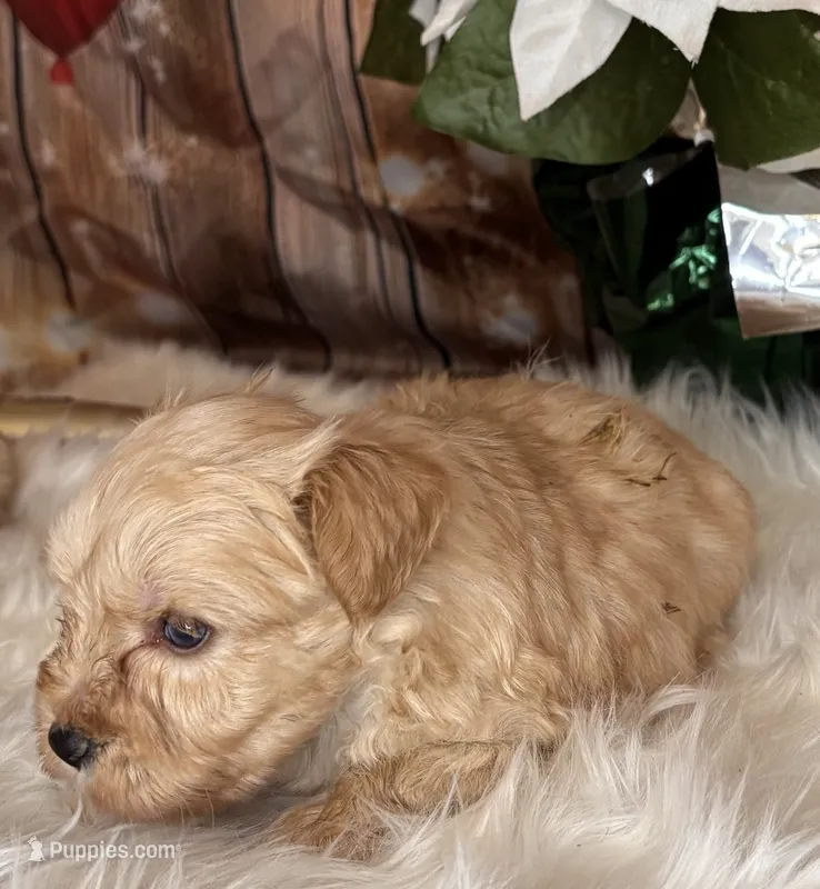 Ranger – Miniature Schnauzer puppy for sale in Granbury, TX