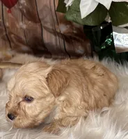 Ranger, a male Miniature Schnauzer for sale in Granbury, TX – 1 of 9