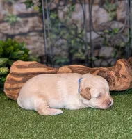 Little Blaze, a male Miniature Schnauzer for sale in Granbury, TX – 4 of 6