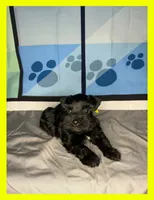 Koda, a male Miniature Schnauzer for sale in Granbury, TX – 2 of 6