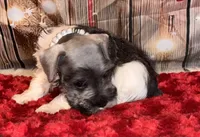 Teddy, a male Miniature Schnauzer for sale in Granbury, TX – 7 of 7